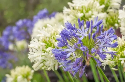 A close-up of white and blue Agapanthus flowers with green stems.