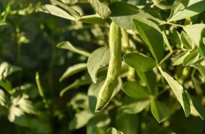 A close-up of a broad bean plant with a bulbous bean pod ready to be harvested.