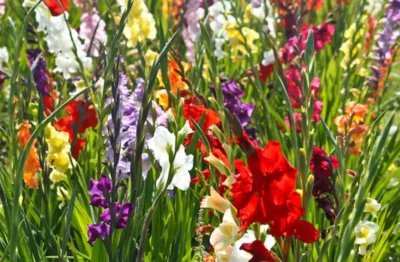 A variety of gladioli plants in reds, purples, whites, and oranges.