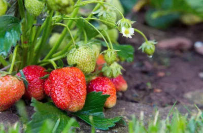 A close-up of a strawberry plant in a garden, with some red and green strawberries.